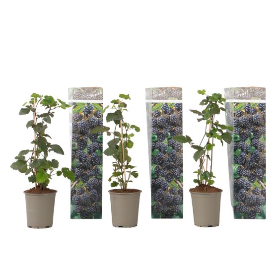 Karhunvatukka - 3 kpl - Rubus Thornless - Korkeus 25-40 cm - ⌀9 cm