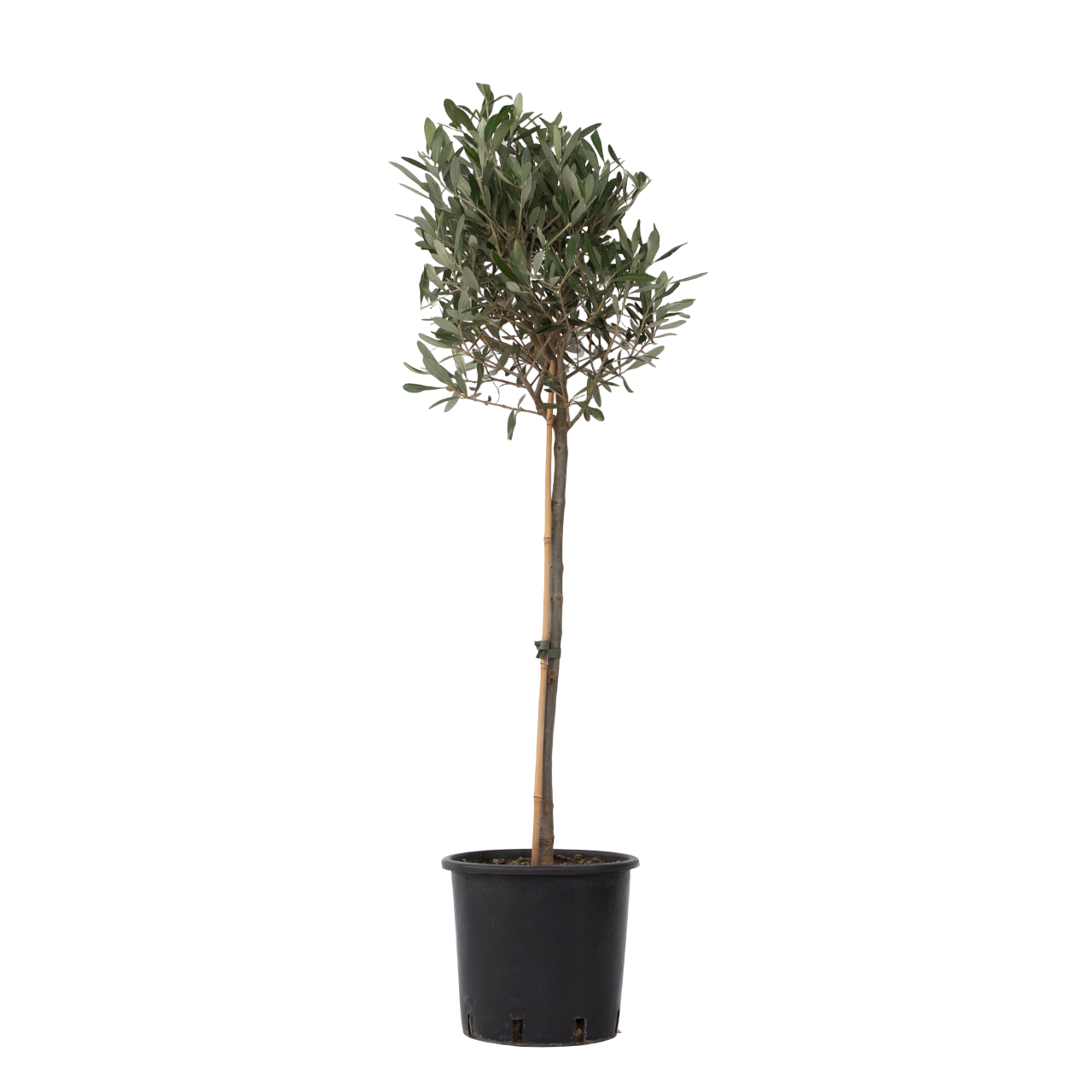 Öljypuu - Olea europaea - Korkeus 90-100cm - ⌀21cm