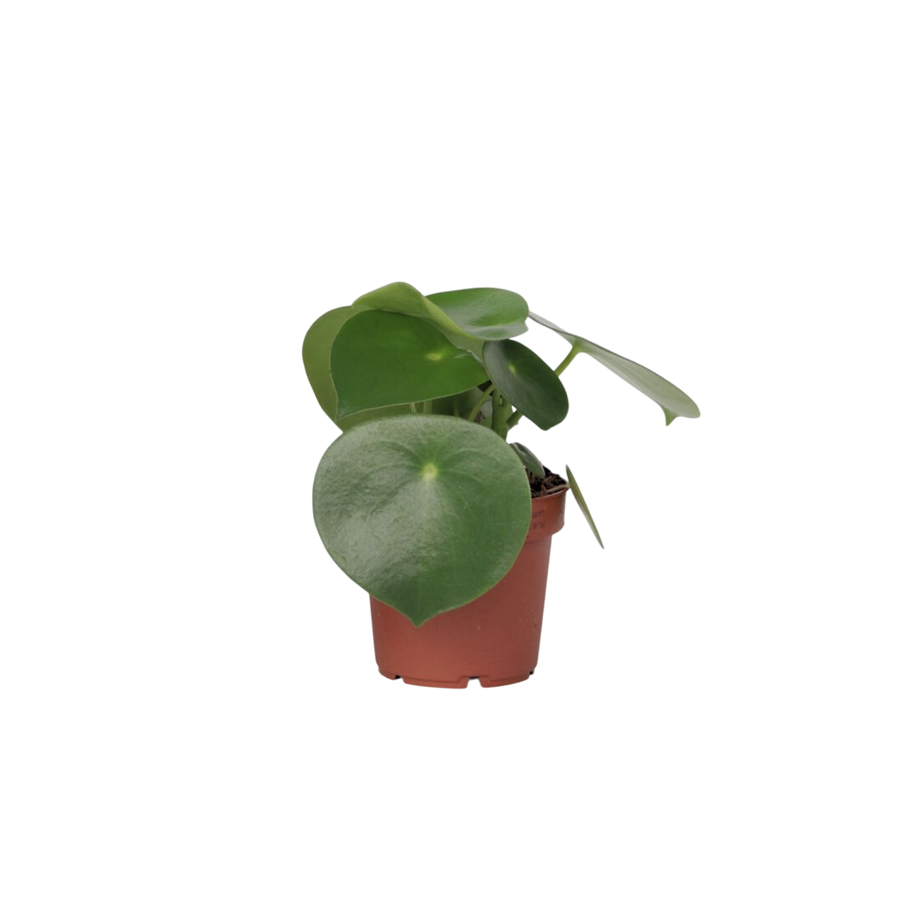 Kiinalainen rahakasvi - Peperomia polybotrya - Korkeus 20-30cm - ⌀12cm