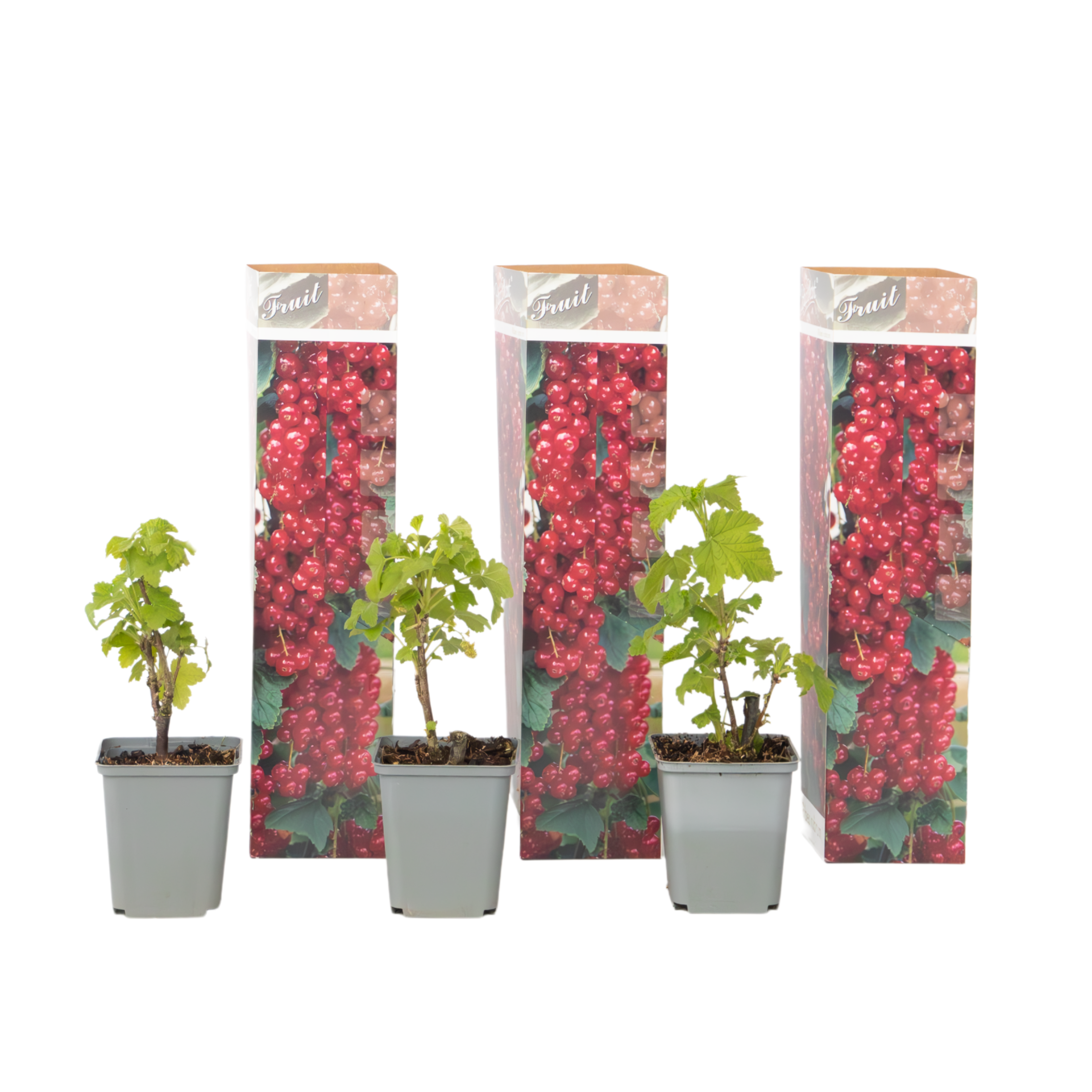 Punaherukka - 3 kpl - Ribes rubrum - Korkeus 25-40cm - ⌀9cm