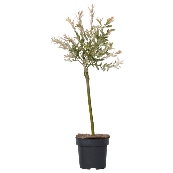 Flamingonpaju - Salix integra 'Flamingo' - Korkeus 60-80cm - ⌀17cm