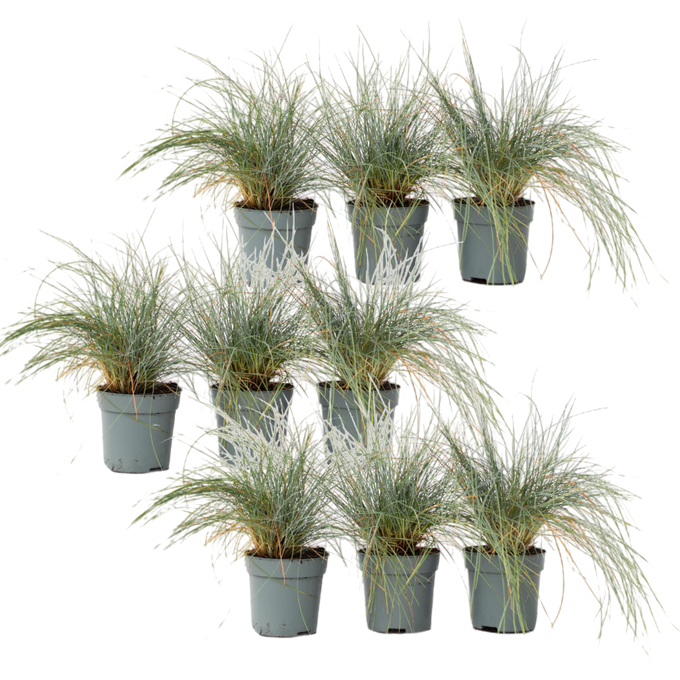Siniheinä - 9 kpl - Festuca glauca 'Elijah Blue' - Korkeus 10-15 cm - ⌀9 cm