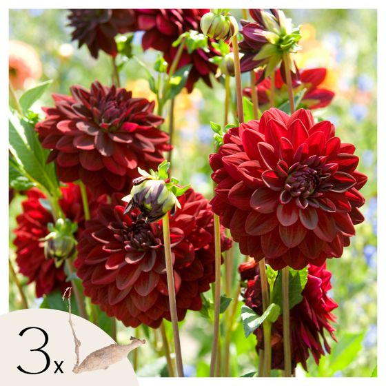 Daalia - 6 kpl - Dahlia 'Arabian Night' - Kukkasipulit - Punainen