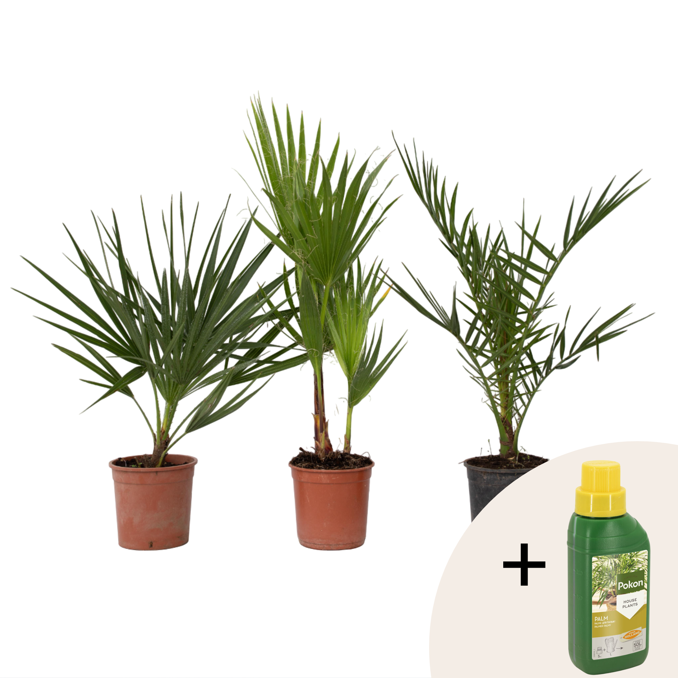 Ulkopalmu + Pokon - 3 kpl - Puutarhakasvit - Korkeus 50–70cm - ⌀15cm