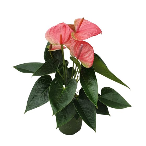Anthurium - 'Sweet Dream' - Korkeus 35-45cm - ⌀12cm