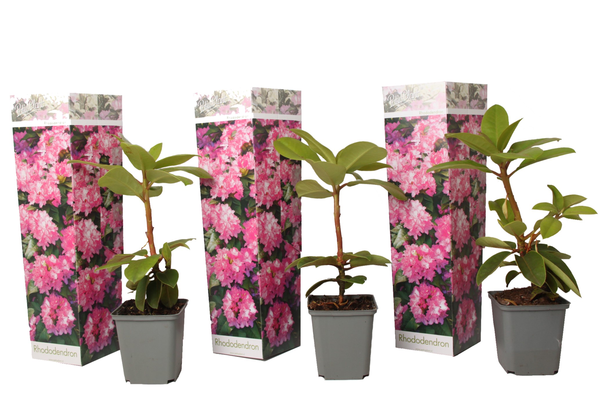 Rhododendronit - 3 kpl. - Rhododendron roseum 'elegans pink' - K25-40cm - ⌀9cm