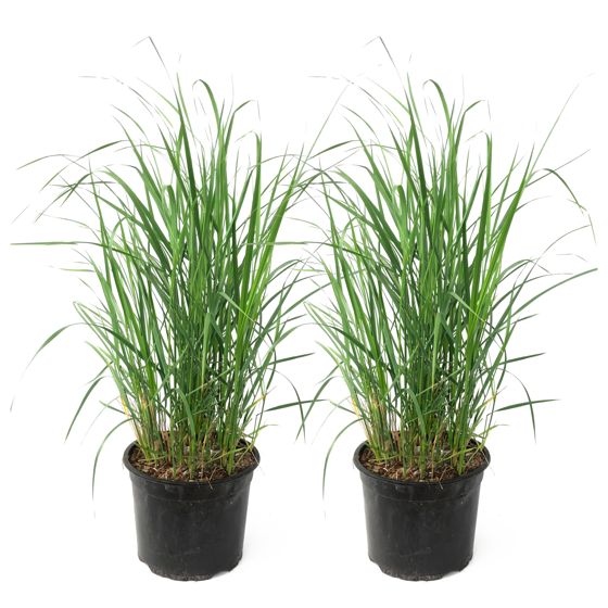 Sulkasaraheinä - 2 kpl - Calamagrostis 'Karl Foerster' - Korkeus 40-60cm - ⌀23cm