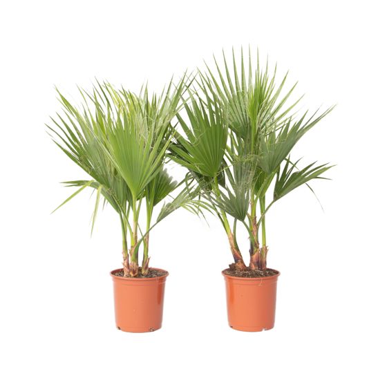 Meksikon viuhkapalmu - 2 kpl - Washingtonia robusta - Korkeus 70-90 cm - ⌀21 cm