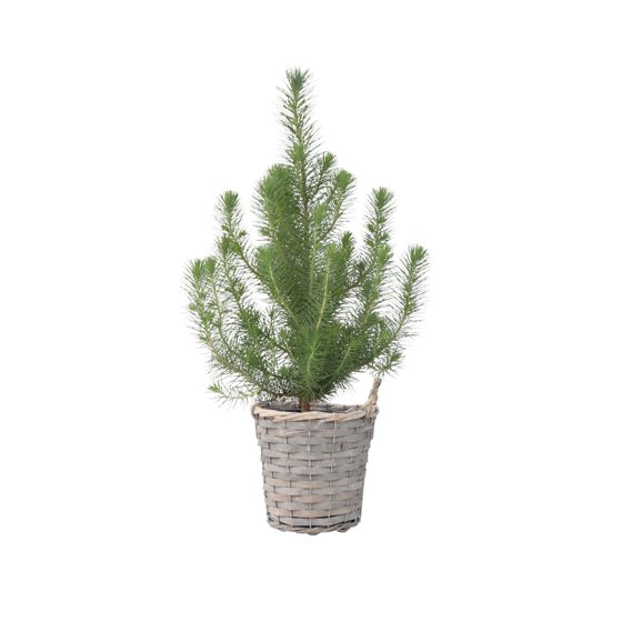 Kalliomänty - Pinus Pinea 'Silver Crest' - Korkeus 40-50cm - ⌀15cm