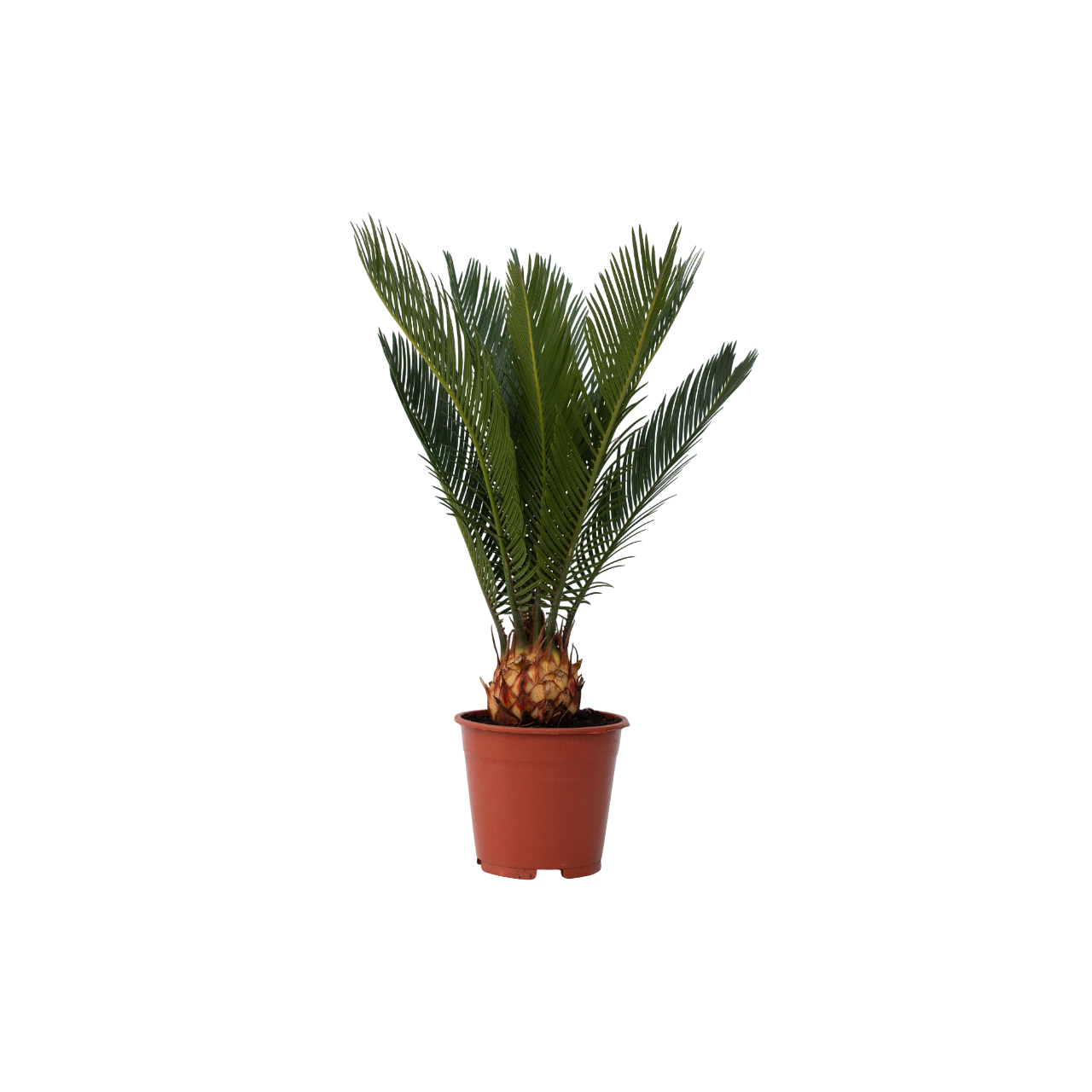 Sago-palmu - Cycas revoluta - Korkeus 45-60cm - ⌀15cm