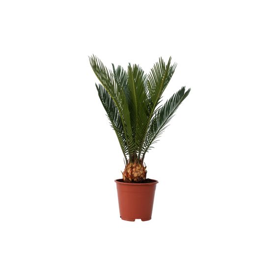 Sago-palmu - Cycas revoluta - Korkeus 45-60cm - ⌀15cm