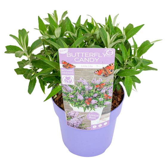 Kesäsyreeni - Buddleja davidii 'Candy' - Korkeus 30-40cm - ⌀19cm