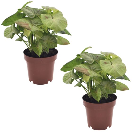 Nuoliköynnös - 2 kpl - Syngonium 'Milk Confetti' - Korkeus 20-30cm - ⌀12cm