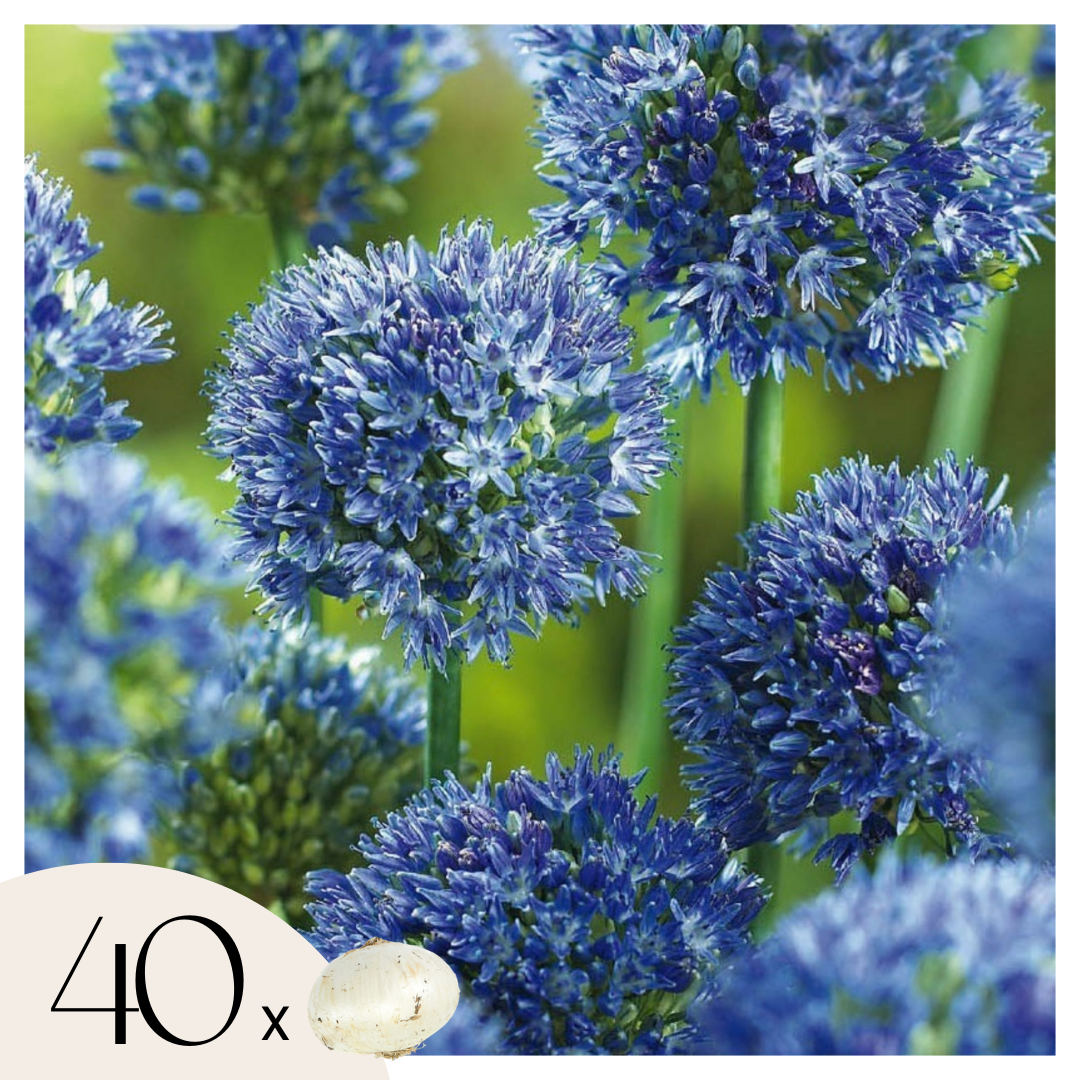 Sininen koristeukonlaukka - Allium 'Caeruleum' - 40 kukkasipulin setti