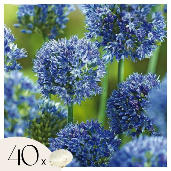 Sininen koristeukonlaukka - Allium 'Caeruleum' - 40 kukkasipulin setti