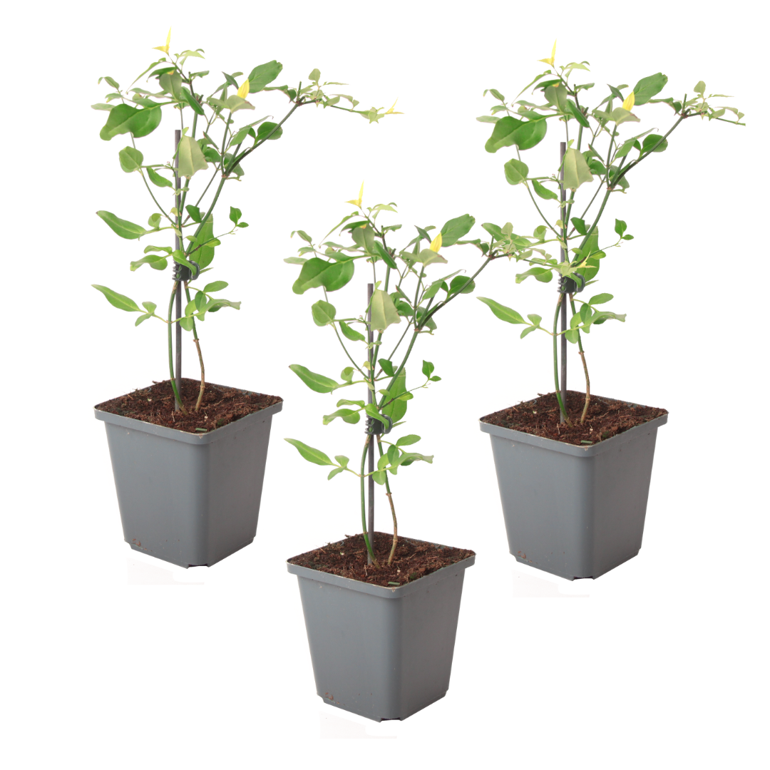 Jasmine - 3 kpl - Jasminum 'Summer Scent' - Korkeus 25-40 cm - ⌀9 cm