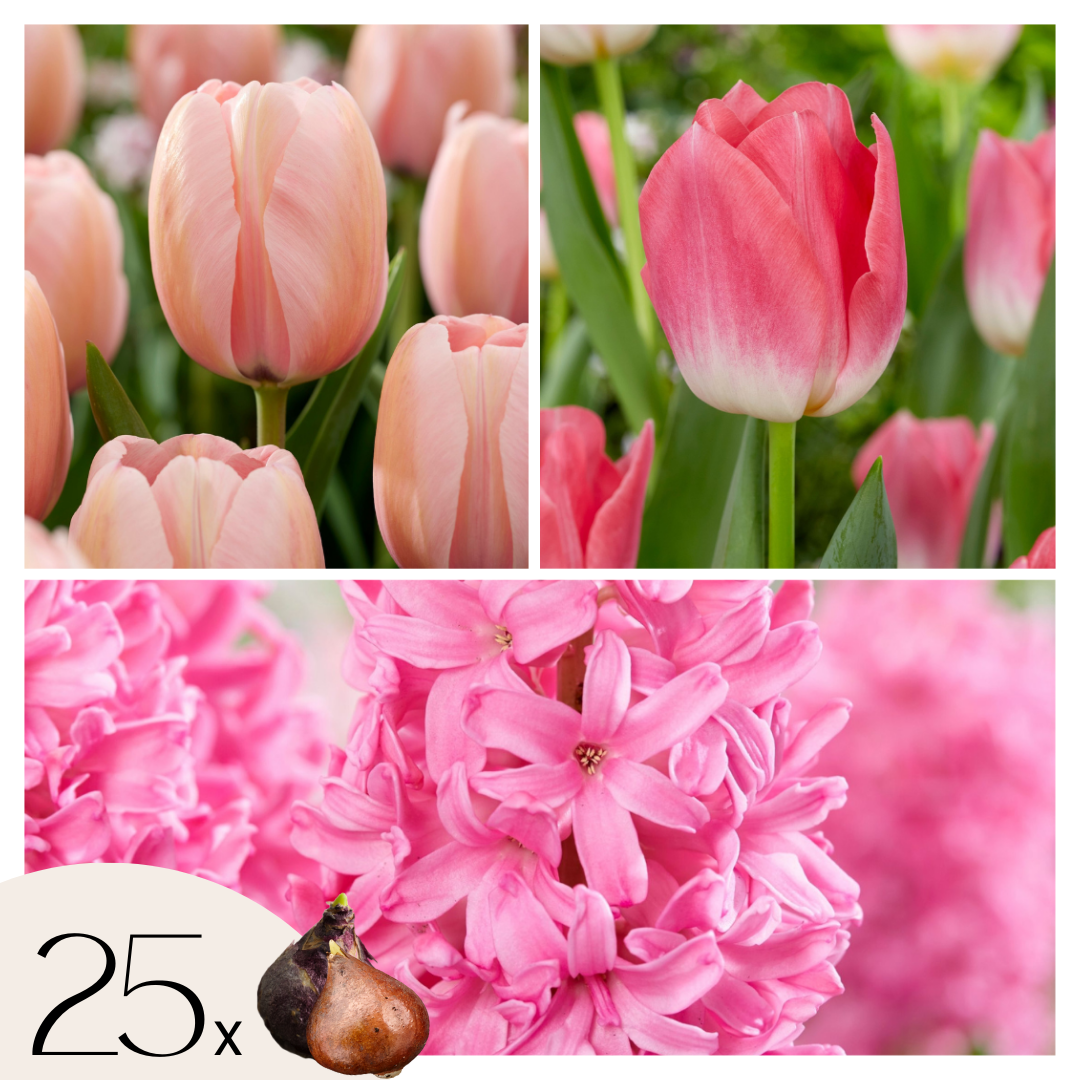 Sipulit Pink Blush - 25 kpl - Tulipa, Hyacinthus - Vaaleanpunainen