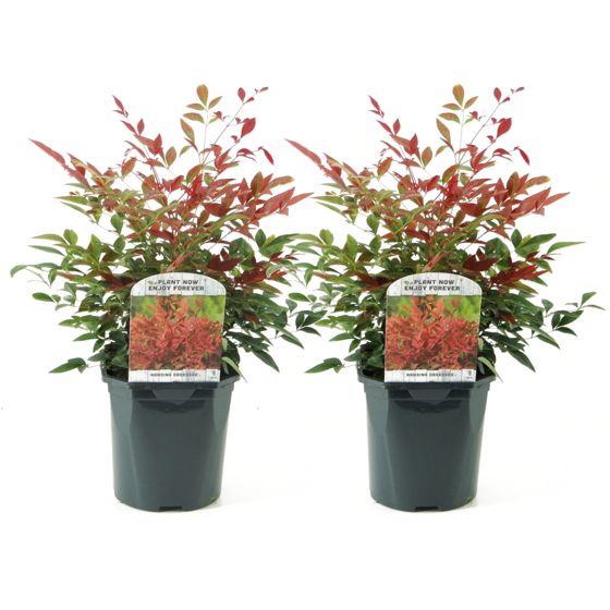 Taivaallinen bambu - 2 kpl - Nandina domestica 'obsessed' - K25-40cm - ⌀17cm