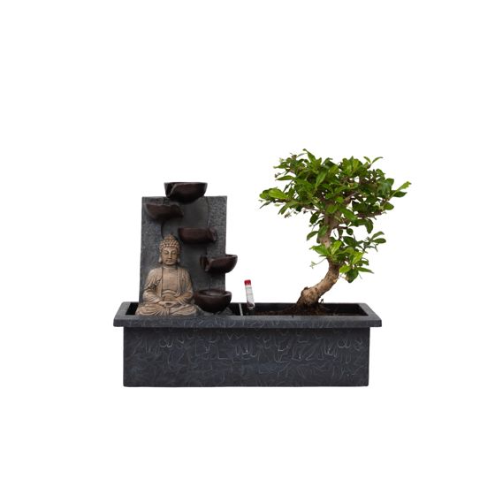 Vesiputous Buddha - Bonsai - Korkeus 25-35cm - ⌀29cm