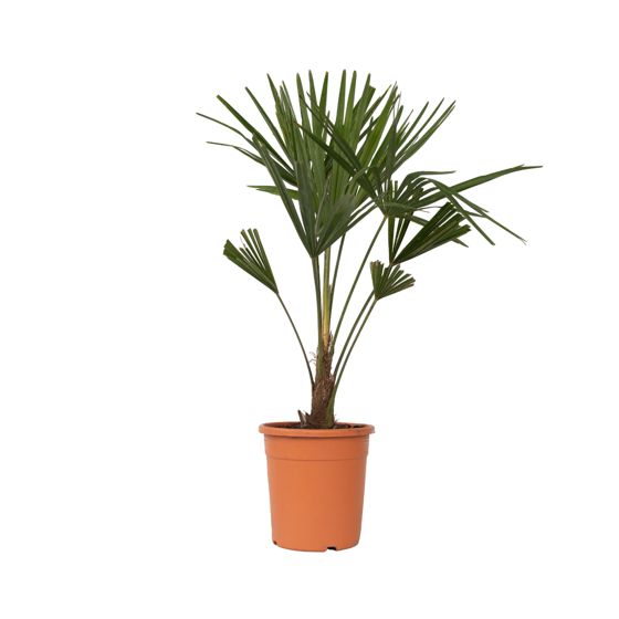 Kiinan tuulipuu - Trachycarpus fortunei - Korkeus 65-75cm - ⌀21cm
