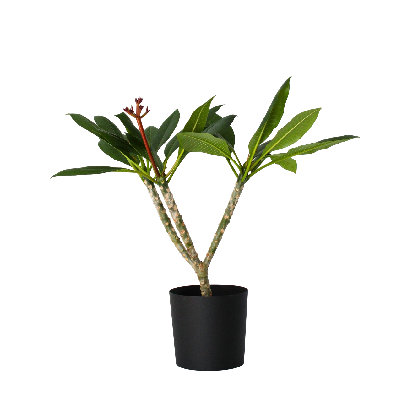 Frangipani valkoinen - Plumeria rubra - Korkeus 55-70 cm - ⌀17 cm