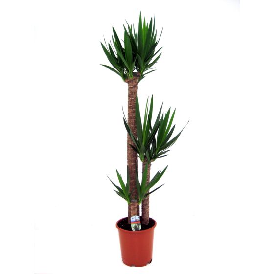 Jukkapalmu - Yucca elephantipes - Korkeus 150-170cm - ⌀27cm