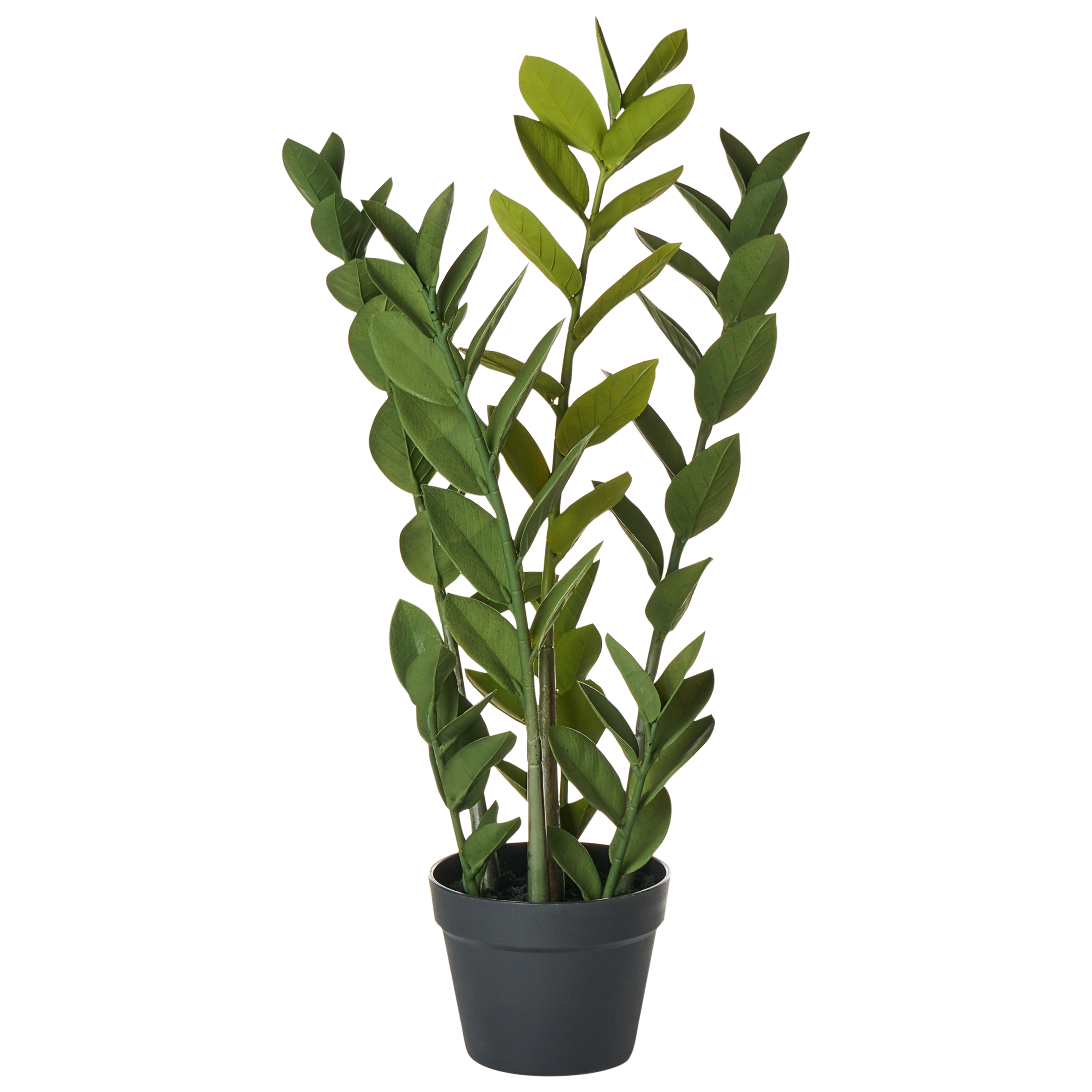 Tekokasvi ZAMIIFOLIA 76 cm Vihreä