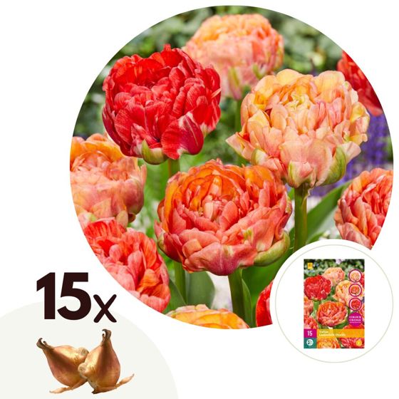 Tulppaaninsipulit - 15 kpl - Tulipa 'Gudoshnik Double' - Valkoinen