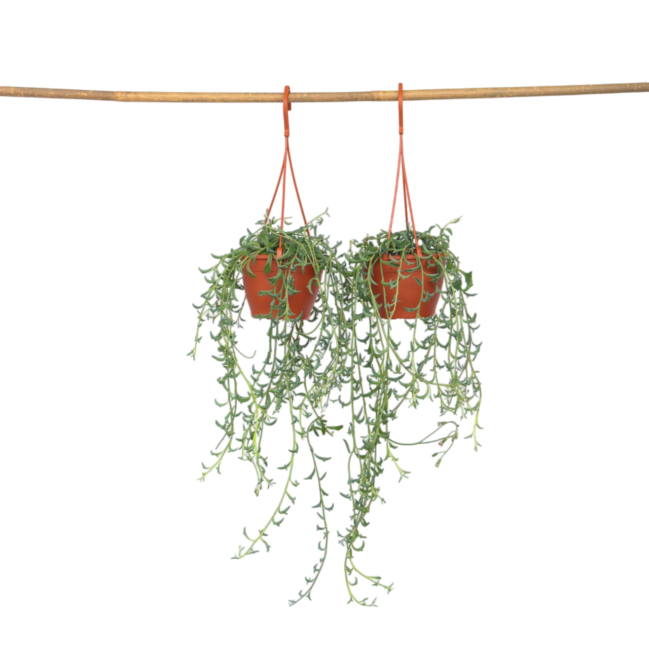 Delfiiniketju - 2 kpl - Senecio peregrinus - Korkeus 10-20cm - ⌀12cm