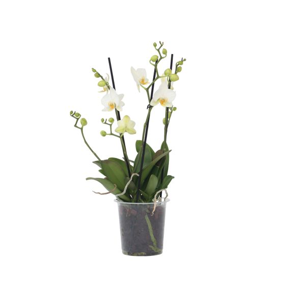 Perhoskämmekkä - Phalaenopsis Multiflora - Korkeus 35-45 cm - ⌀12 cm