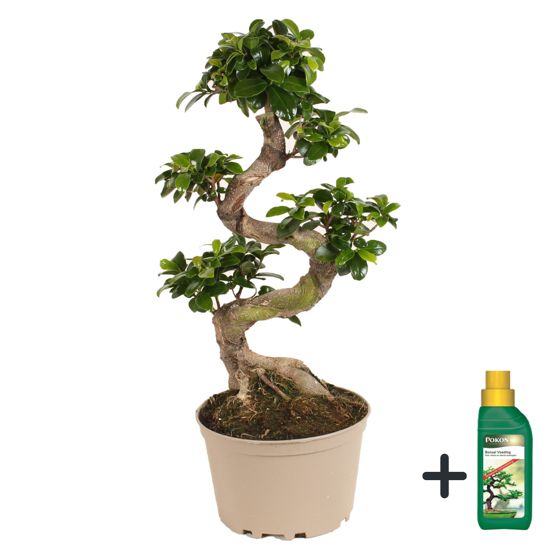 Verhotammi - Ficus microcarpa 'ginseng' - Korkeus 60-70cm - ⌀22cm