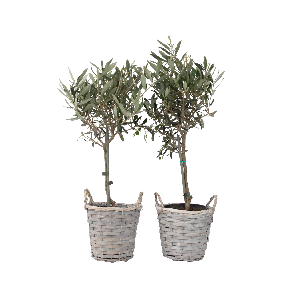 Öljypuu - 2 kpl - Olea europaea - Korkeus 50-60cm - ⌀14cm