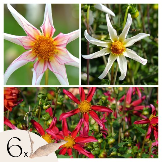 Daalian juurakot - 6 kpl - Dahlia 'Honka Dark', 'Honka Fragile' - Kukkasipulit