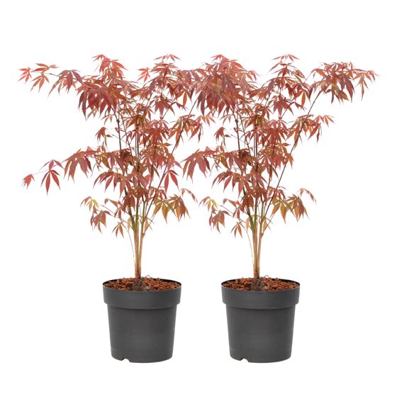 Japanin vaahtera - 2 kpl - Acer palmatum 'Atropurpureum' - K60-70cm - ⌀19cm