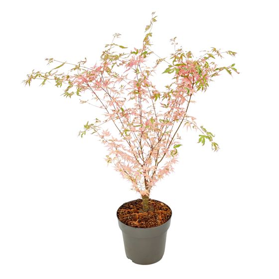 Japanin vaahtera - Acer palmatum Taylor - Korkeus 35-55cm - ⌀15cm