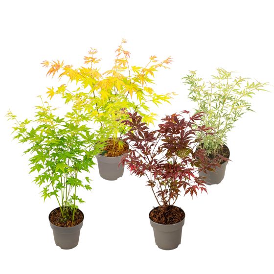 Japanin vaahtera - 4 kpl - Acer palmatum 'Mix' - Korkeus 35-55cm - ⌀15cm