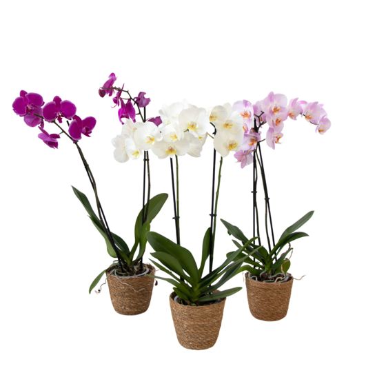 Perhosorkidea - x3 - Phalaenopsis koristekorissa - Korkeus 50-60cm - ⌀12cm