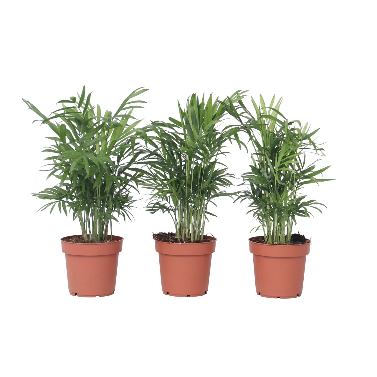Salinpalmu - 3 kpl - Chamaedorea elegans - Korkeus 30–40cm - ⌀12cm