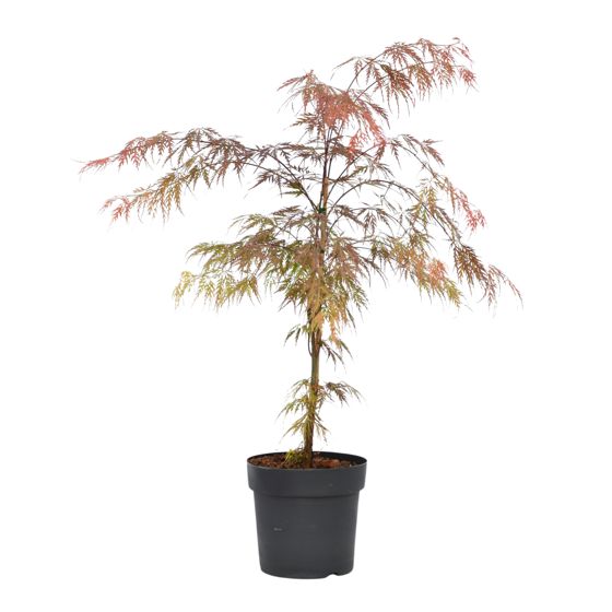 Japanin vaahtera - Acer palmatum 'Garnet' - Korkeus 60-70cm - ⌀19cm