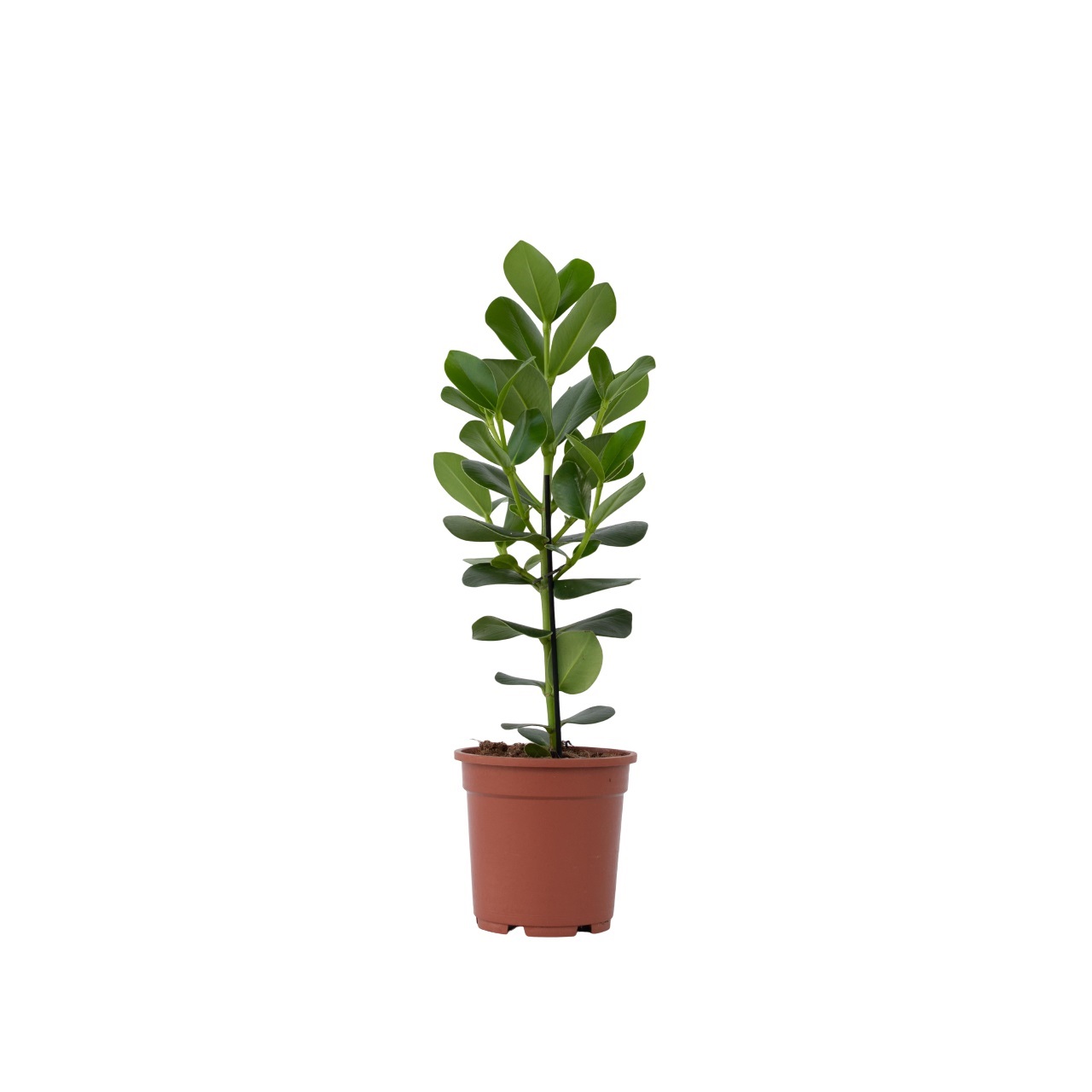 Itsekirjoituspuu - Clusia rosea 'Princess' - Korkeus 50-60cm - ⌀17cm