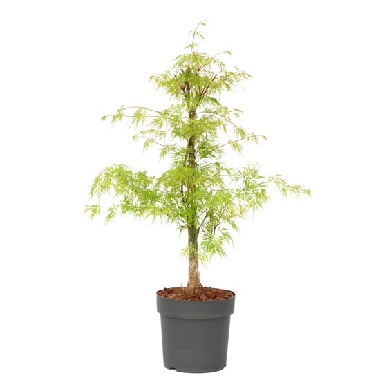 Japanin vaahtera - Acer palmatum 'Emerald Lace' - Korkeus 60-70cm - ⌀19cm