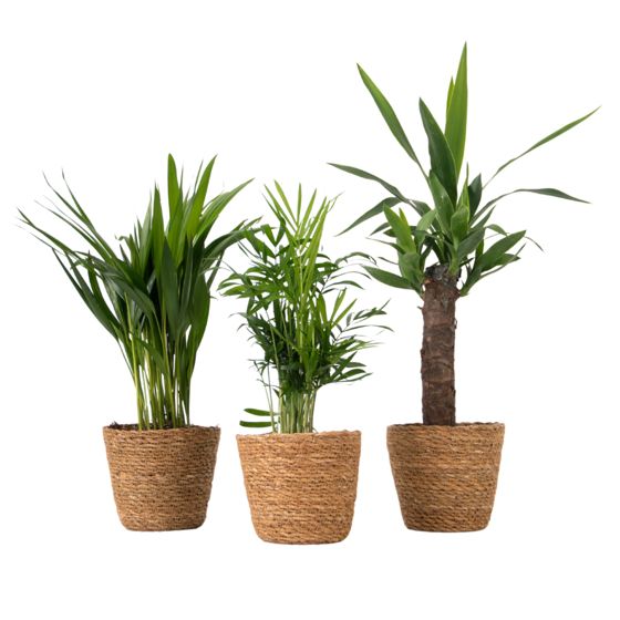 3 sisäpalmun setti koreissa - Korkeus 25-40cm - ⌀12cm