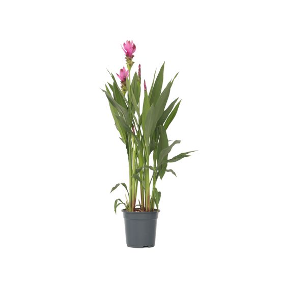 Thaitulppaani - Curcuma alismatifolia 'Siam Supreme' - Korkeus 70-90cm - ⌀19cm