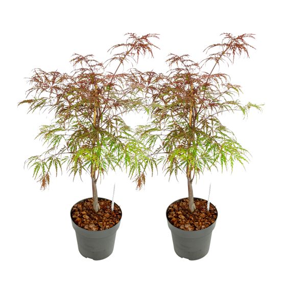 Japanin vaahtera - 2 kpl - Acer palmatum 'Garnet' - Korkeus 60-70cm - ⌀19cm