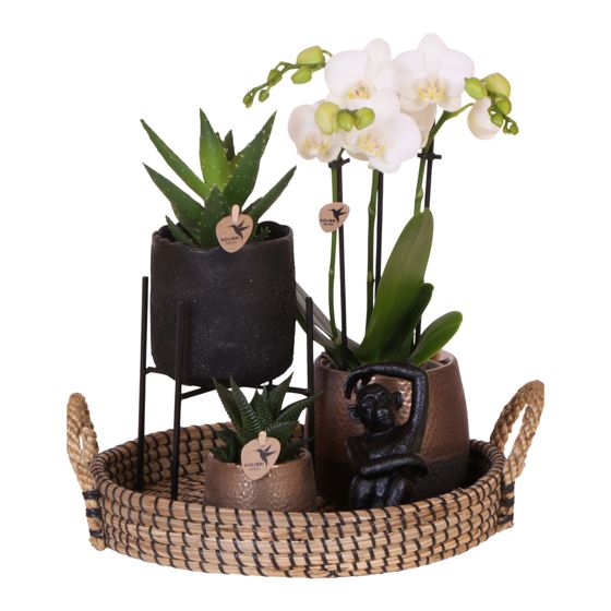 Orkidea-lahjasetti 'Copper XL' - Phalaenopsis - Korkeus 35cm