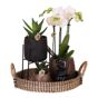 Orkidea-lahjasetti 'Copper XL' - Phalaenopsis - Korkeus 35cm