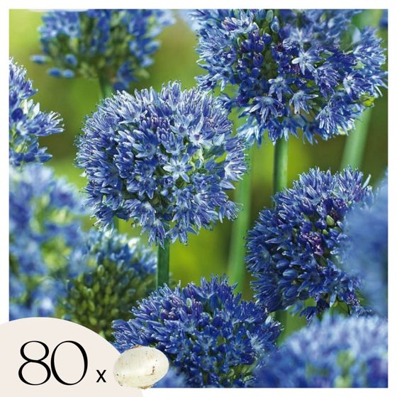 Koristeellinen sipuli - 80 kpl - Allium 'Caeruleum' - Kukkasipulit - Sininen