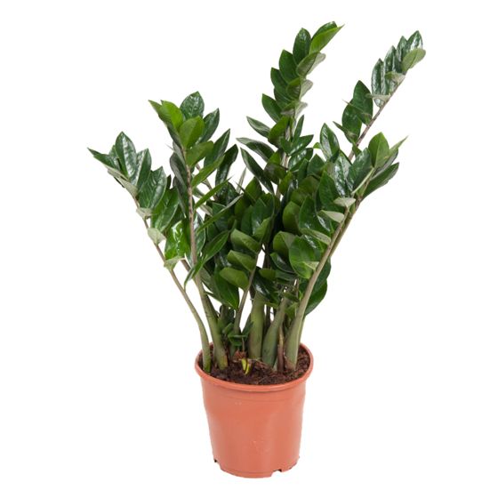 ZZ-kasvi - Zamioculcas Emerald - Korkeus 70-80cm - ⌀21cm