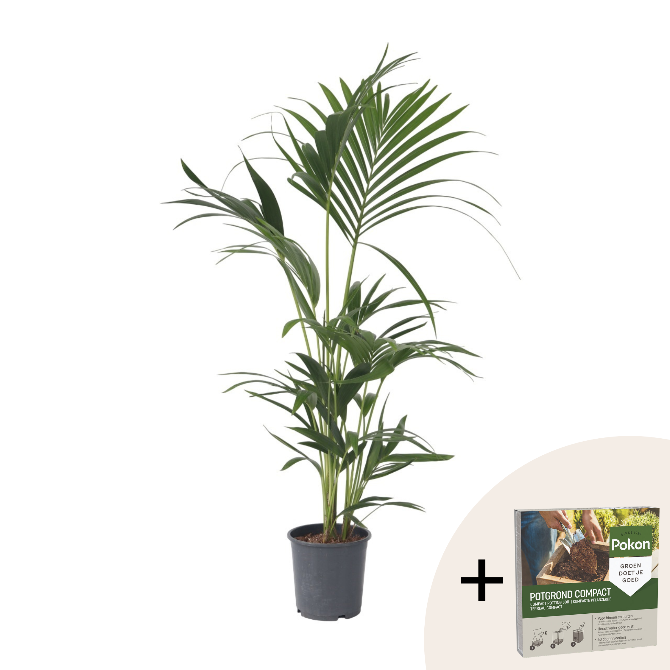 Kentia-palmu - Howea forsteriana - Korkeus 90-100cm - ⌀18cm