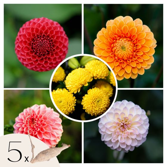 Daaliamukulat - 5 kpl - Dahlia 'Pompon Mix' - Kukkasipulit